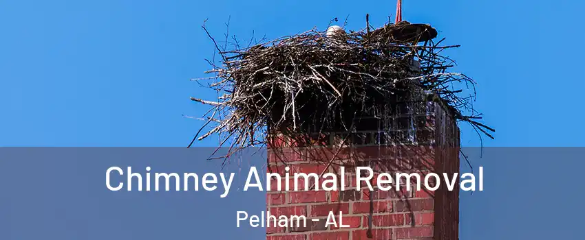 Chimney Animal Removal Pelham - AL