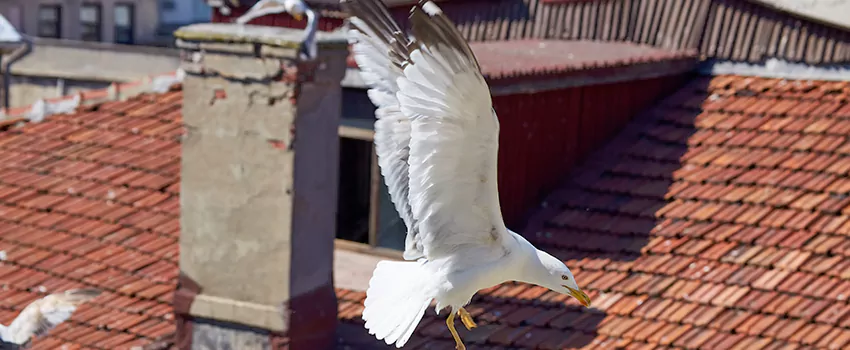 Residential Chimney Animal Removal Solution in Pelham, AL